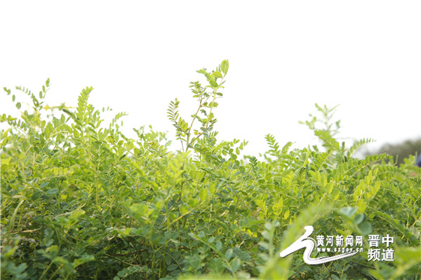 介休：绵山脚下绵黄芪乡村振兴致富经